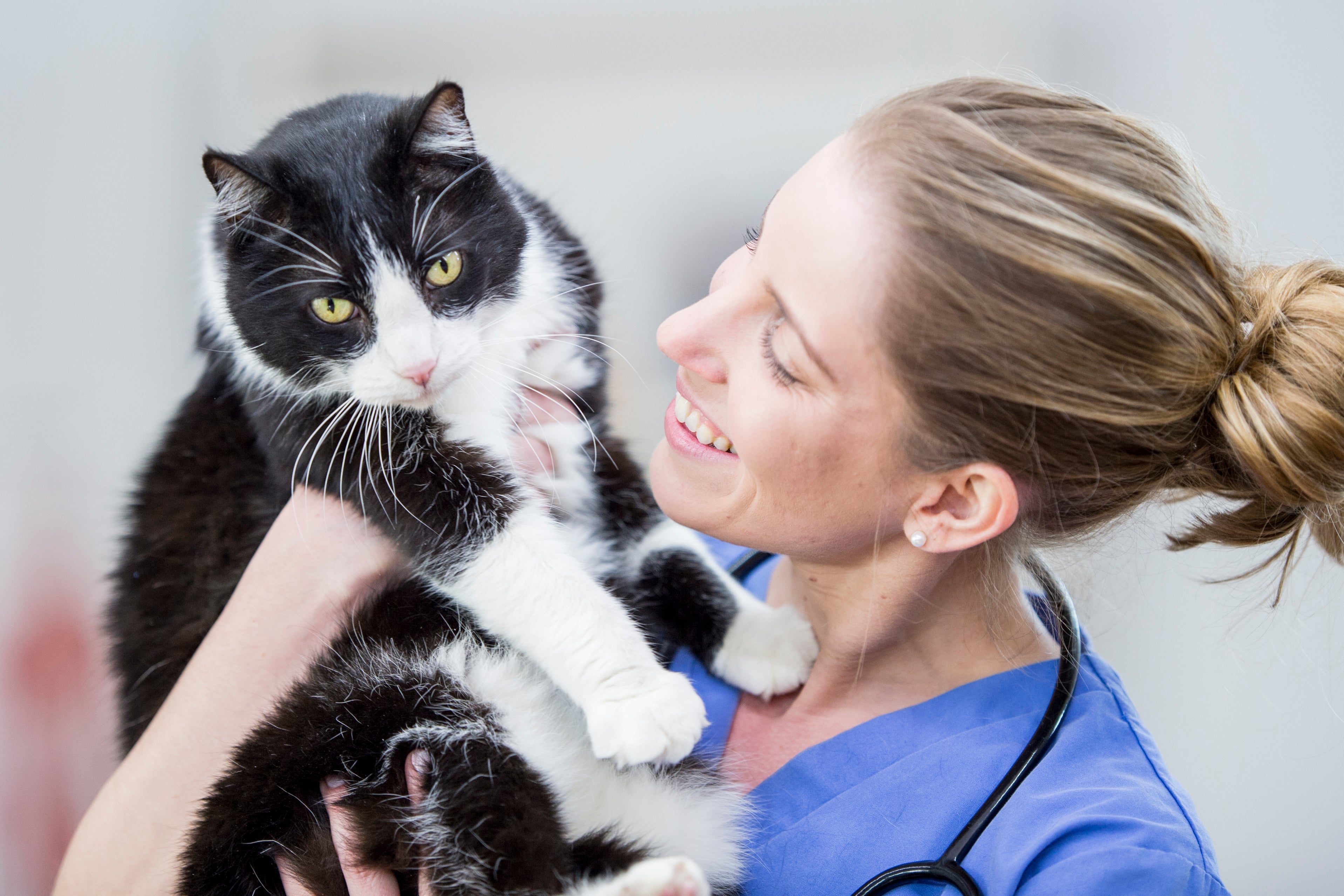 Veterinary Ultrasound Probes