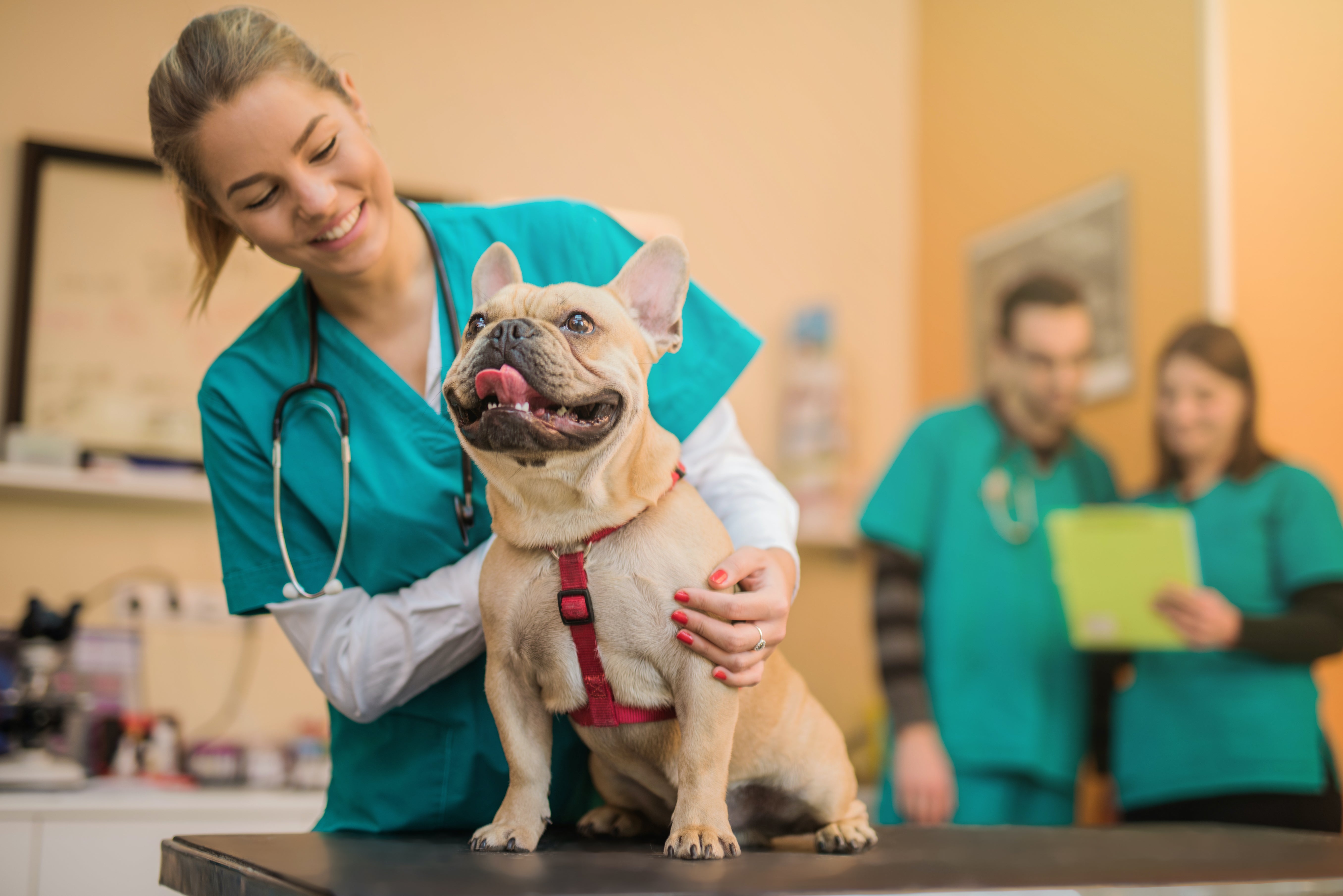 Veterinary Ultrasound Machines