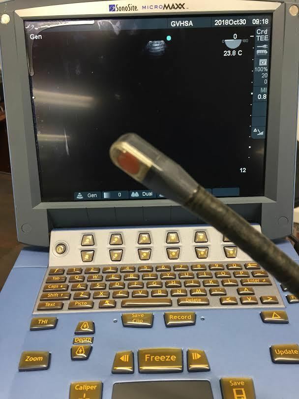 Sonosite TEE 8-3 MHz. Probe Transducer