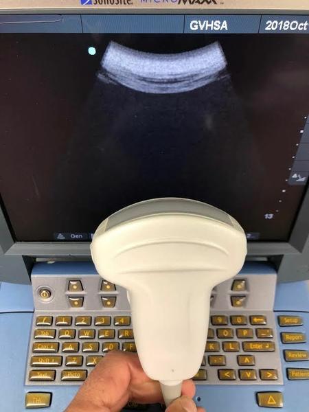 Sonosite C60E Curved Array Probe